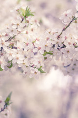 Obraz premium White cherry blossoms branches background at spring garden.