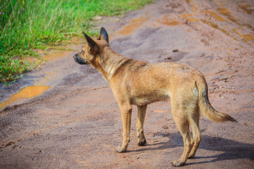 An abandoned, homeless stray dog is standing in the street. Little sad, abandoned dog on local road.