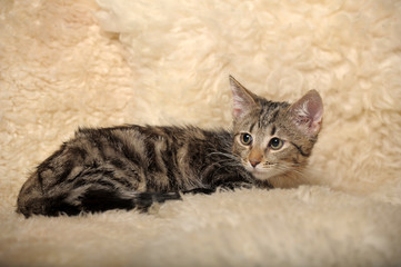 cute striped kitten on a light beige background