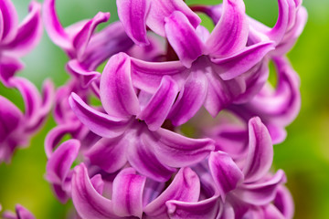 Obraz premium Closeup of a pink flowering hyacinth (Hyacinthus).