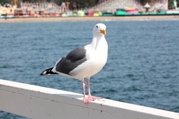 Curious Gull