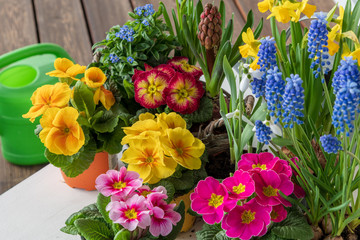Bunte Frühlingsblumen zum Bepflanzen des Gartens