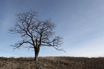 Single asymmetrical oak tree with blue sky and thin clouds