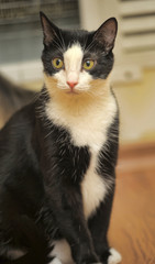 black with white cat  with a crazy look