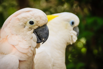 Lovely couple of cockatoos. Cute couple white cockatoos kissing and making love in the forest....