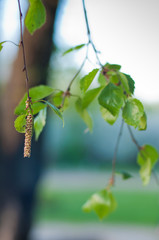 Vertical photo of nice spring birch branch with bud and leaves. Nature background