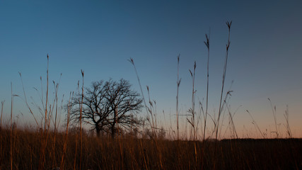 Two bare oak trees silhouetted against an early evening sky just after sunset