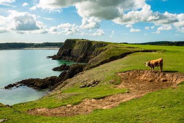 Kuh auf einer Weide entlang des Pembrokeshire Coast Paths am Nordatlantik in Wales, UK