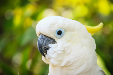 A cute white cockatoo in the green forest background. Sulphur-crested Cockatoo (Cacatua sulphurea)