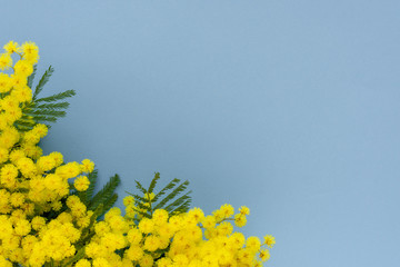 yellow mimosa flowers on blue  background. top view