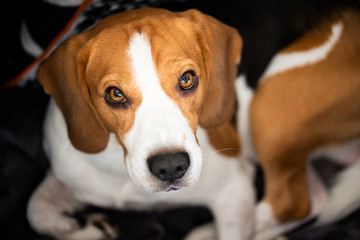 Beagle dog lying and looking up towards the camera