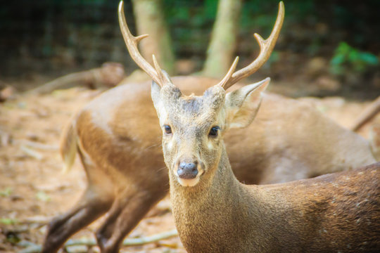 Cute Indian hog deer (Hyelaphus porcinus), a small deer whose habitat ranges from Pakistan, through northern India, to mainland southeast Asia.