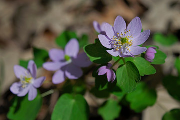 Rue anemone in bright sunlight