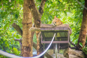 Leopard (Panthera pardus) is relaxing on the scaffold ambush on the trees for the hunter to snipe...