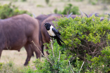 pied crow