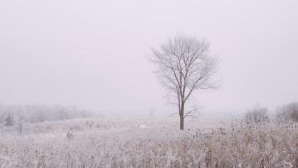 Lone tree on a frost covered winter prairie in fog