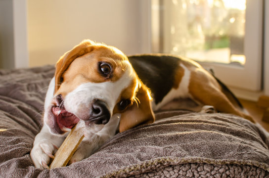 The Ultimate Guide to Bully Sticks Safety for Dogs Choosing Safe and Healthy Dog Chews: The Truth About Bully Sticks for Dogs