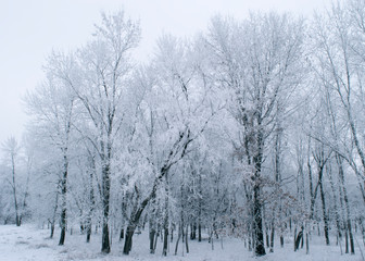 Quiet winter forest with frosted trees, white sky and snow