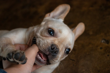 French Bulldog puppy playing with its owner’s hand.