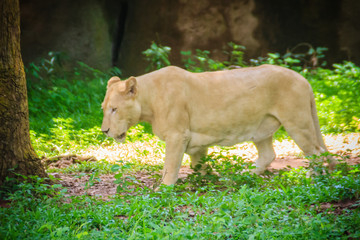 Naklejka na ściany i meble Cute white lion (Panthera leo), one of the big cats in the genus Panthera and a member of the family Felidae. The commonly used term African lion collectively denotes the several subspecies in Africa.