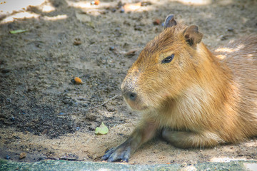 A cute capybara (Hydrochoerus hydrochaeris), the largest living rodent in the world. Also called chigüire, it is a member of the genus Hydrochoerus.