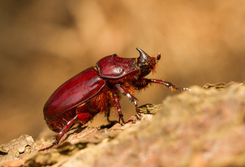 European rhinoceros beetle Oryctes nasicornis female in Czech Republic
