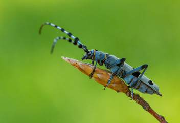 Rosalia Longicorn, Rosalia alpina, in Czech republic.
