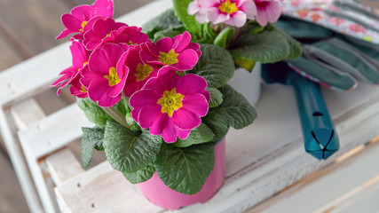 Pink und rose Primeln zum Verpflanzen im Frühling mit Blumenkelle und Gartenhandschuhen