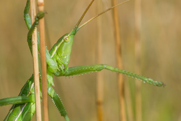 Bush cricket or Spiked Magician Saga pedo in Czech Republic