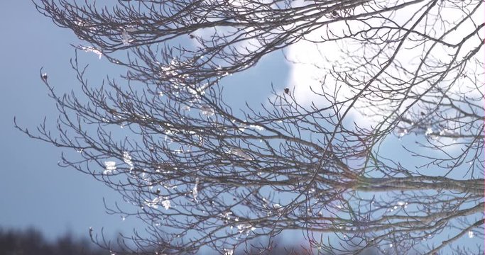 Alberi e paesaggio con neve al Monte Livata, Lazio
