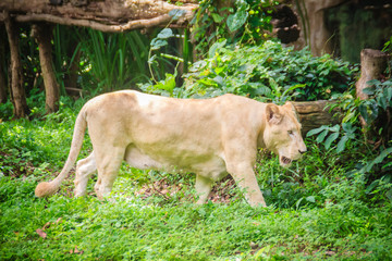 Cute white lion (Panthera leo), one of the big cats in the genus Panthera and a member of the family Felidae. The commonly used term African lion collectively denotes the several subspecies in Africa.