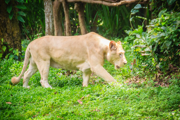 Cute white lion (Panthera leo), one of the big cats in the genus Panthera and a member of the family Felidae. The commonly used term African lion collectively denotes the several subspecies in Africa.