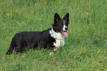 Welsh Corgi Cardigan tricolor with brindle points