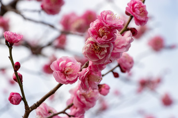 Fototapeta na wymiar Red flower plum blossoms in Urban Agricultural Park in Adachi city, Tokyo, Japan