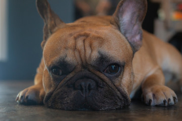 Close up of young French Bulldog  looking to the camera and laying on the floor.