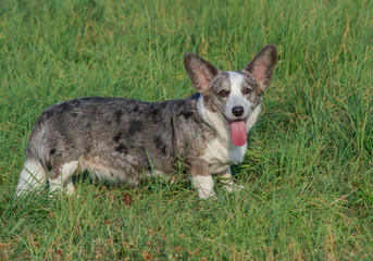Welsh Corgi Cardigan blue merle in grass