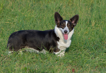 Welsh Corgi Cardigan tricolor with brindle points