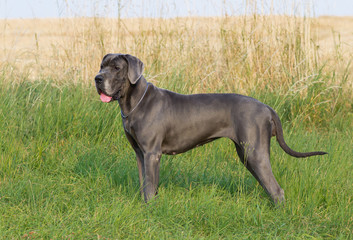 The blue great dane dog in grass