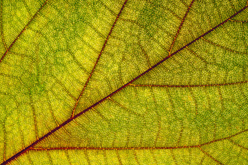 Leaf texture as background, detailed surface, macro.Backlit leaf