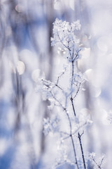 branch of a tree in winter