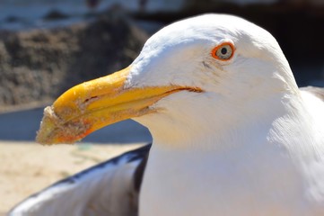 Gaviota free  bird on the beach