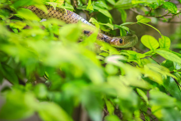 Cute Indochinese rat snake (Ptyas korros) is slithering on tree with green leaves background. Chinese ratsnake or Indo-Chinese rat snake, is a species of colubrid snake endemic to Southeast Asia.