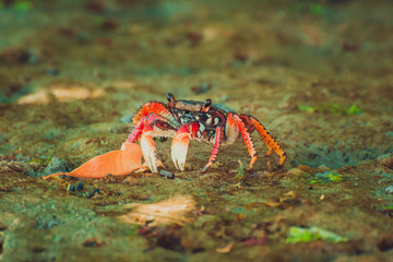 Crab on the beach of Icaraizinho de Amontada.
