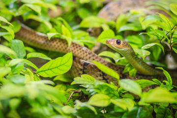 Cute Indochinese rat snake (Ptyas korros) is slithering on tree with green leaves background. Chinese ratsnake or Indo-Chinese rat snake, is a species of colubrid snake endemic to Southeast Asia.
