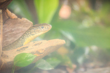 The king cobra (Ophiophagus hannah), also known as hamadryad, is a species of venomous snake in the family Elapidae. The largest venomous snake species in the world. The majestic King Cobra