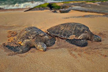 Grüne Meeresschildkröten am Strand