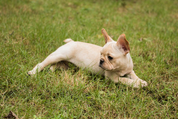 French Bulldog puppy lay on the grass field. 