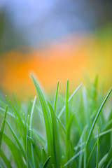 Green grass against defocused background. Selective focus and very shallow depth of field.