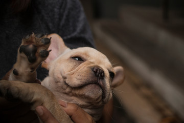 Close up French Bulldog puppy. The dog hold by man's hand.
