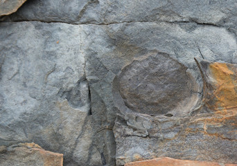 Naklejka premium Fossil in the side of a cliff. A single jellyfish fossil is visible, it is very weathered and worn.